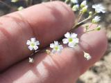 Gypsophila linearifolia