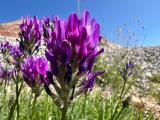 Astragalus onobrychis