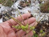 Erodium somanum