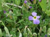 Aubrieta deltoidea
