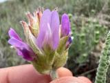 Astragalus densifolius subsp. amasiensis