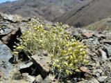 Physoptychis haussknechtii