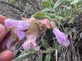 Salvia euphratica