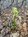 Dactylorhiza romana subsp. georgica