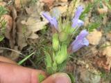 Salvia heldreichiana