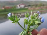 Anchusa arvensis subsp. orientalis