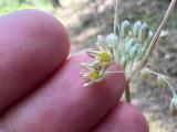 Allium longispathum