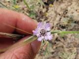 Lomelosia rotata