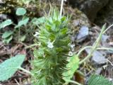 Teucrium lamiifolium