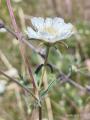 Lomelosia argentea