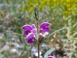 Phlomis integrifolia