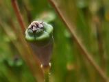 Papaver fugax