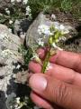 Arabis mollis