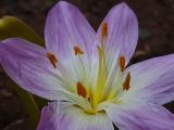 Colchicum kurdicum