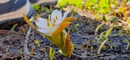 Colchicum kurdicum