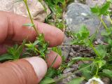 Cerastium cerastoides