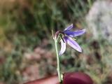 Campanula scoparia