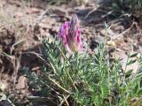 Astragalus ciloensis