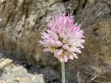 Allium ilgazense