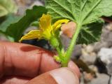 Cucumis melo
