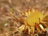 Carlina libanotica