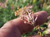 Asperula prostrata