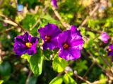 Solanum rantonnetii