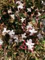 Jasminum polyanthum