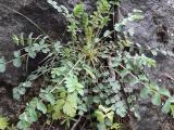 Sanguisorba verrucosa