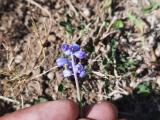 Muscari parviflorum