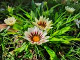 Gazania rigens