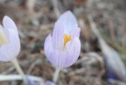 Crocus cappadocicus