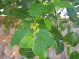 Ziziphus jujuba