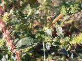 Amaranthus palmeri