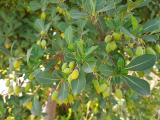 Pittosporum heterophyllum