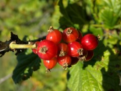 Ribes rubrum