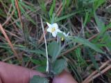 Solanum nigrum