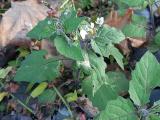 Solanum nigrum