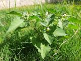 Solanum nigrum