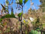 Solanum nigrum