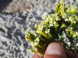 Tagetes minuta