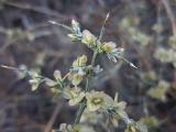 Noaea mucronata