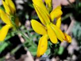 Genista januensis