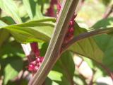 Celosia argentea