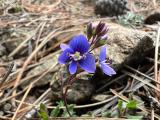 Veronica cuneifolia