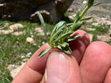 Veronica gentianoides subsp. glacialis