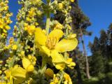 Verbascum armenum