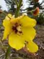 Verbascum adenocarpum