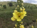 Verbascum ovalifolium