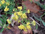 Odontarrhena muralis